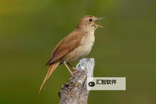 生化危机6最强boss揭秘：终极战役的绝对霸主图1