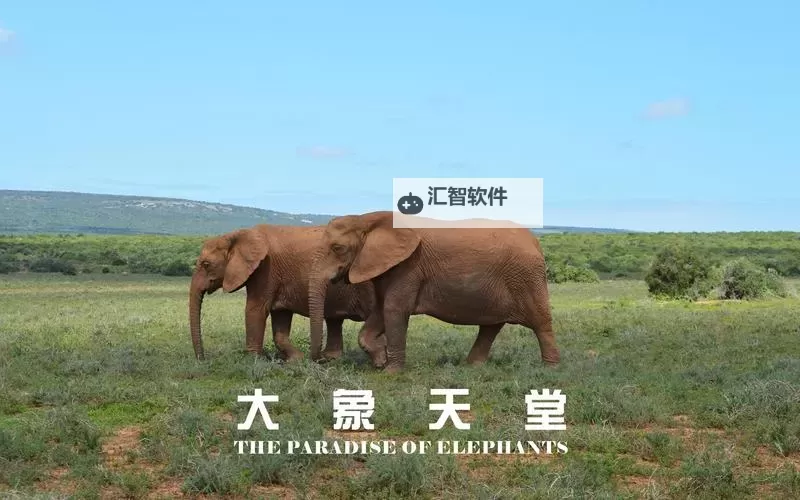 探索无限乐趣：大象蕉在线带你畅游精彩世界图1