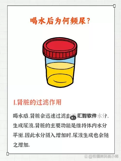 揭秘Peeholeurethra尿孔的结构与健康维护方法图1