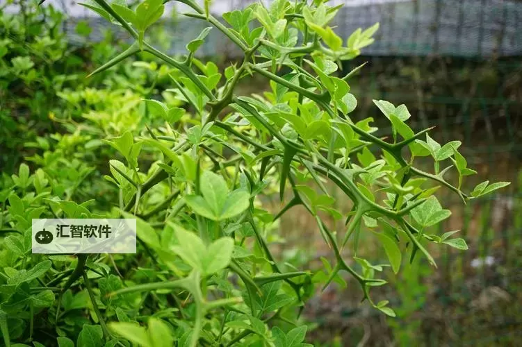 枳积通积枳免费大全网站:全面解决积聚问题的权威平台图1