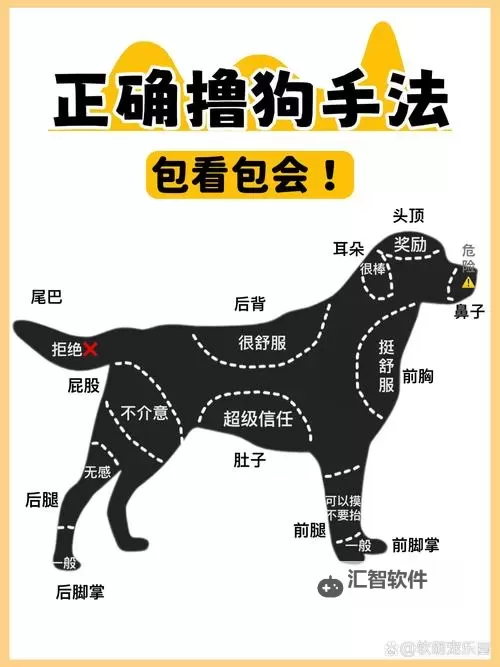 与狗狗做了四个小时都没事：宠物互动的安全指南图1