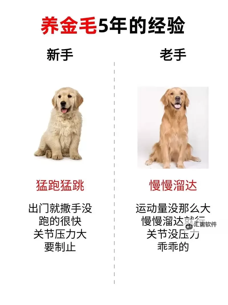 与自己养的金毛做了五天，感受与成长的心路历程图1