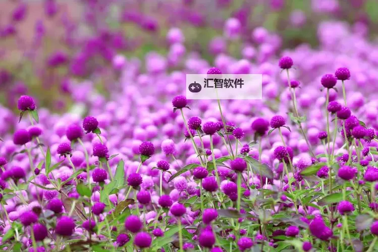 剑灵奥黛跟百日红哪个好看：哪个更惊艳你的视觉享受？图1