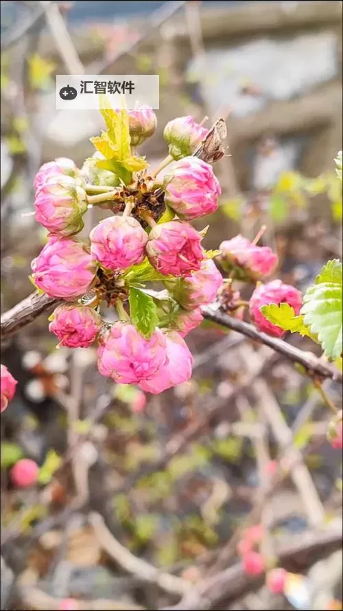 桃红色入口：春日里的一抹绚丽风景图1