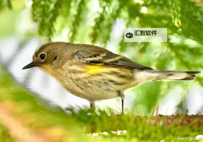 “月夜直播观看：沉醉在皓月下的动态盛宴”图1