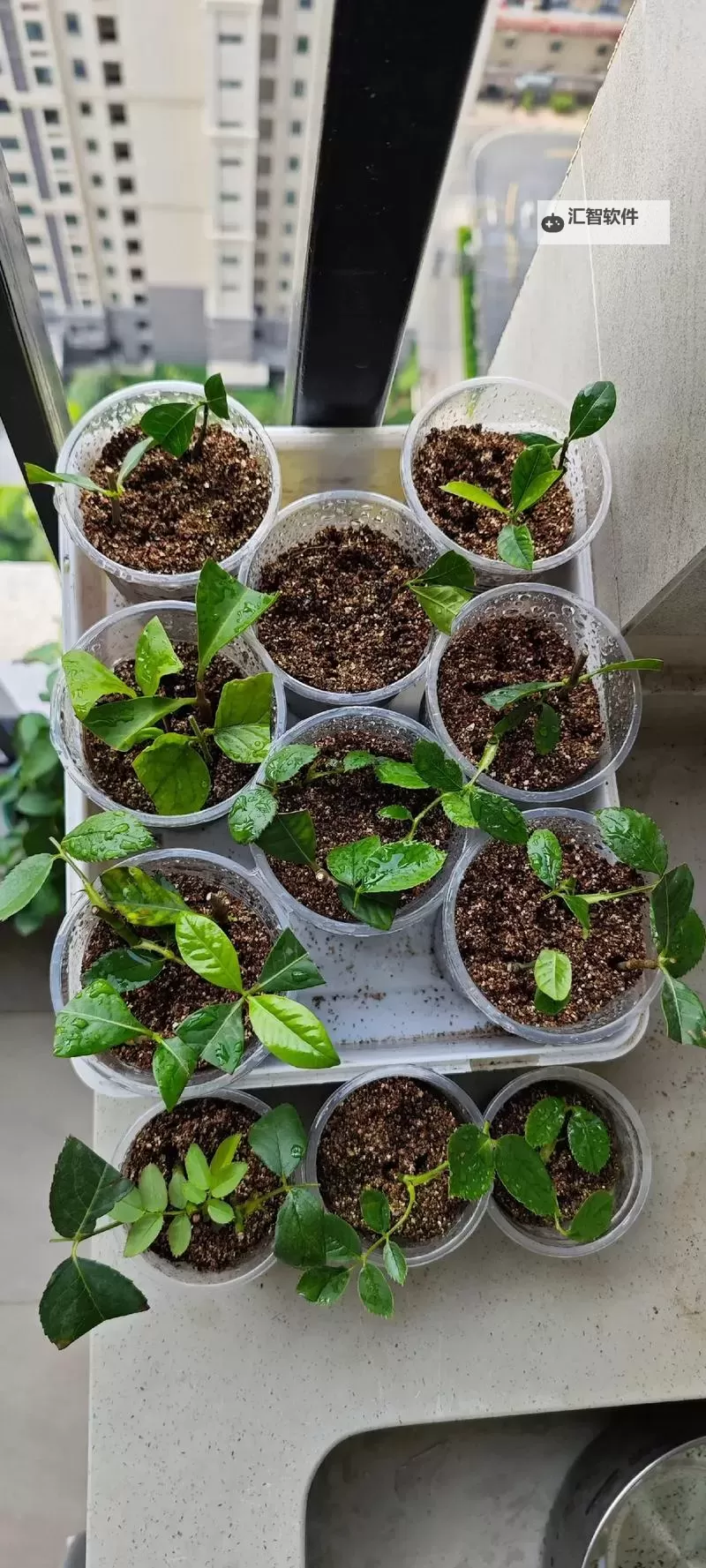 探索实用技巧：在床上的72种扦插方法大全图1