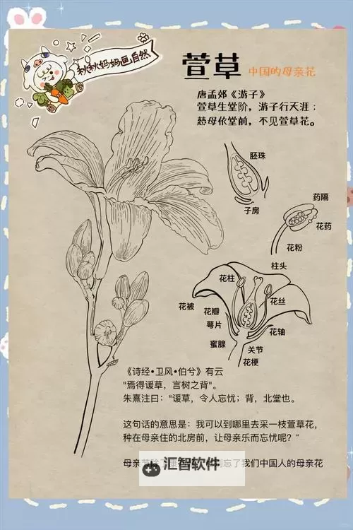 萱花坠在哪容易掉？快来看这些掉落的高发区域图1