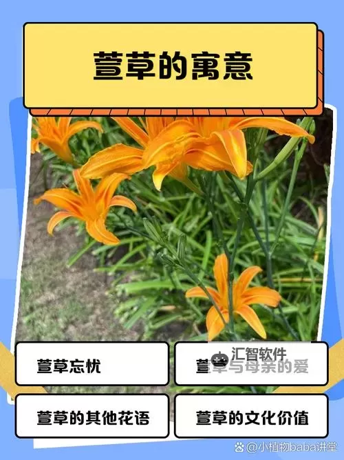 萱花坠在哪容易掉？快来看这些掉落的高发区域图2