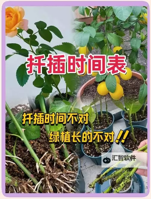 探索实用技巧：在床上的72种扦插方法大全图2