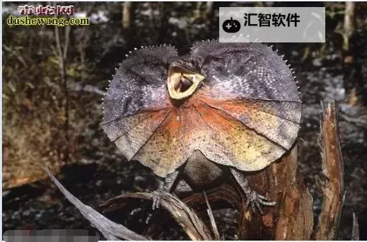 《怪物猎人荒野》火焰伞蜥在哪抓 火焰伞蜥捕获位置分享图1