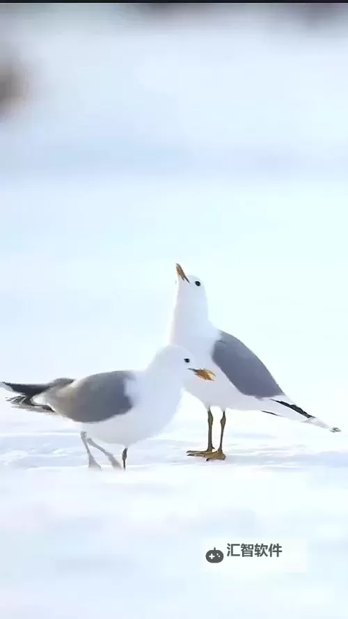 亚洲鸥美日韩中国一区二区：多彩海域中的鸟类奇观图1