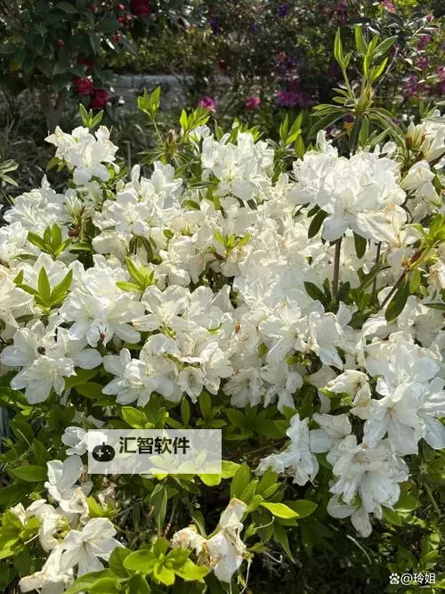 醉美人双开挂机软件推荐  怎么双开醉美人详细图文教程图2