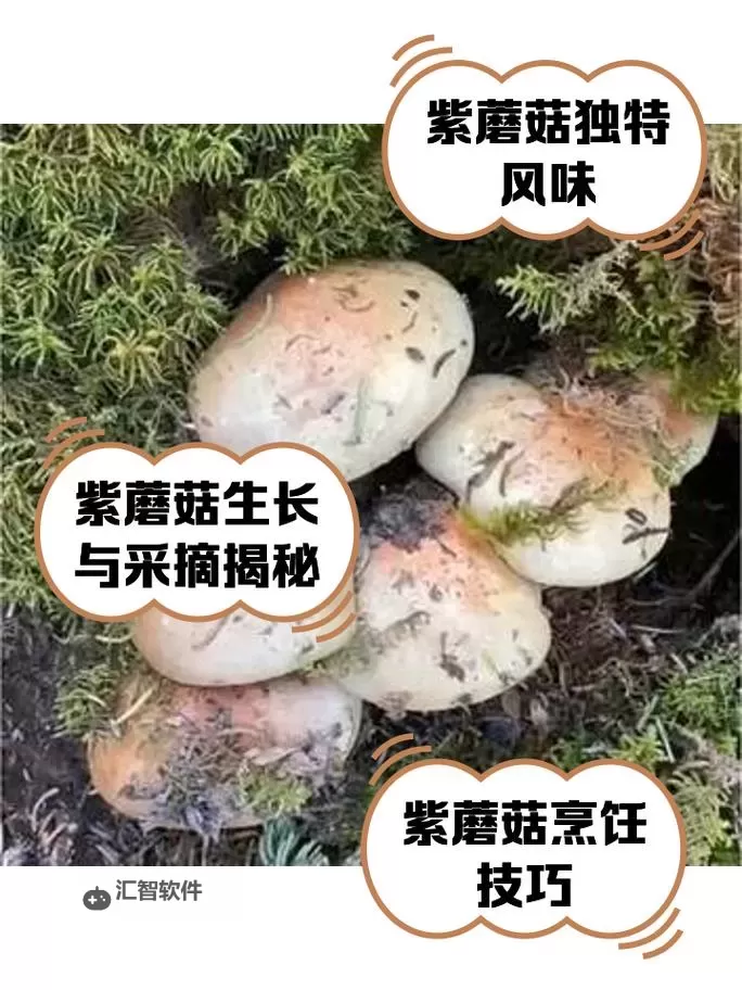 紫黑蘑菇横冲直撞引发红肿，jH视频揭秘奇异场景图1
