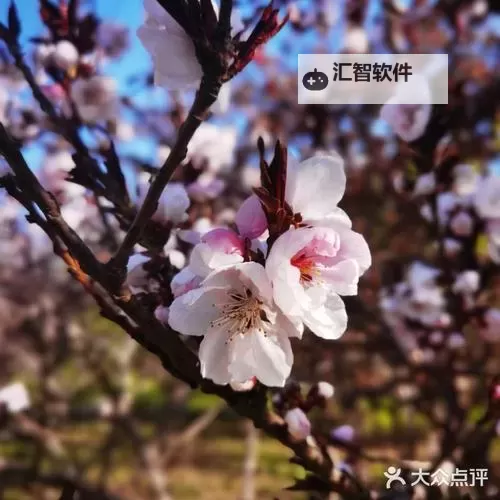 无边春色绿门后在线观看：畅享春日绝美画卷图1