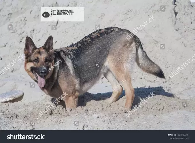 畜禽狗CROPROATION创新实践与发展探索图1