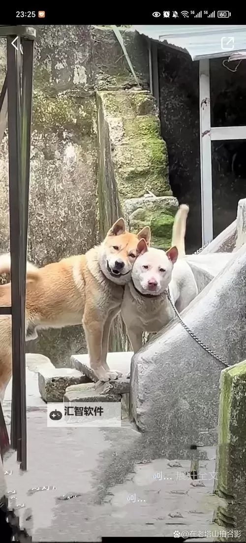 昨晚我和我家狗做了难忘的奇遇图2