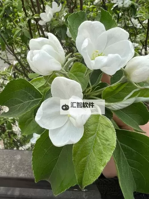 看女生不穿衣服的软件：揭秘隐私背后的复杂世界图1