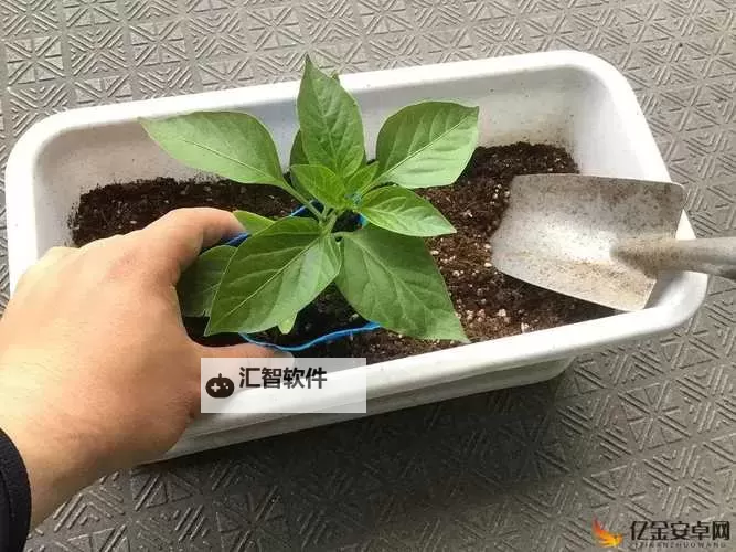 在床上的72种扦插方法：全面提升植物繁殖技巧图1