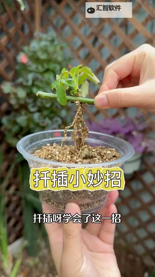 在床上的72种扦插方法：全面提升植物繁殖技巧图2