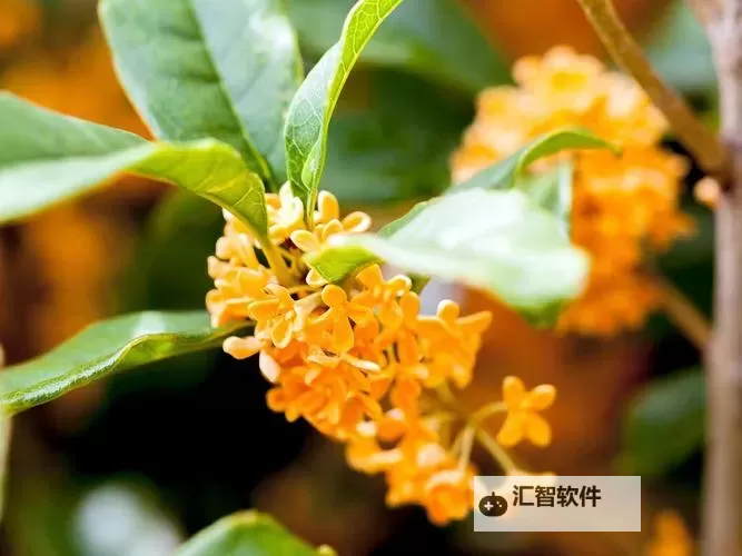 《FIFA19》第5周最佳阵容 卢卡库、J罗领衔图1