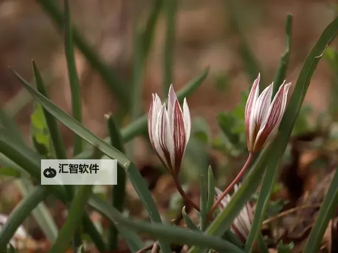 野花社区论坛在线观看：最新精彩内容全方位分享图1