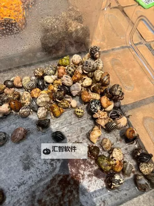 幻塔寄居蟹哪里多？ 幻塔寄居蟹如何获得？图1