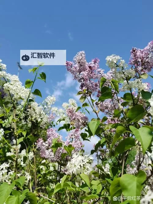 五月丁香六月桃花综合：春意盎然的浪漫盛宴图1