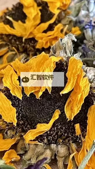 关于向日葵污污视频的真实事件曝光与深度解析图1