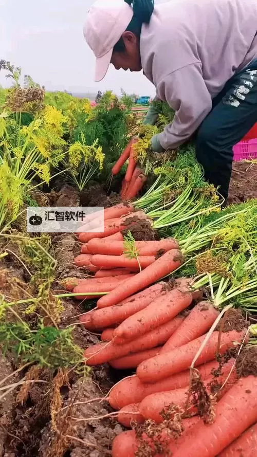 学习技巧：如何制作精彩的正确的拔萝卜视频图1