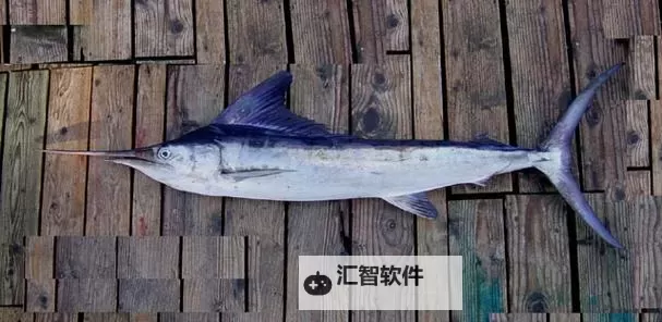 《潜水员戴夫》条纹四鳍旗鱼捕捉位置 条纹四鳍旗鱼在哪图1