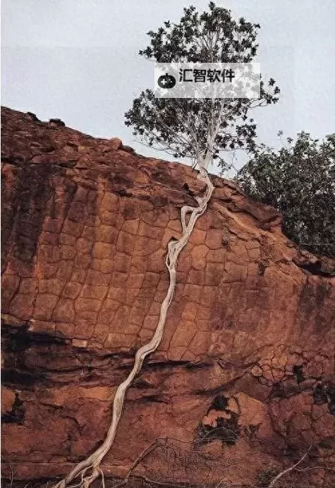 《逆境中的光芒：我心中的最后的坚强》图1