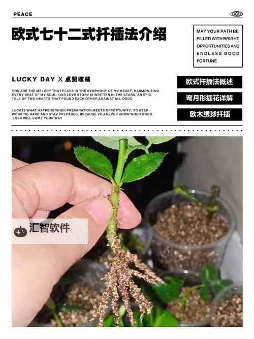 掌握关键技巧：欧式72种扦插法的注意事项解析图2