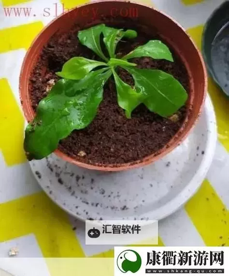 掌握关键技巧：欧式72种扦插法的注意事项解析图1