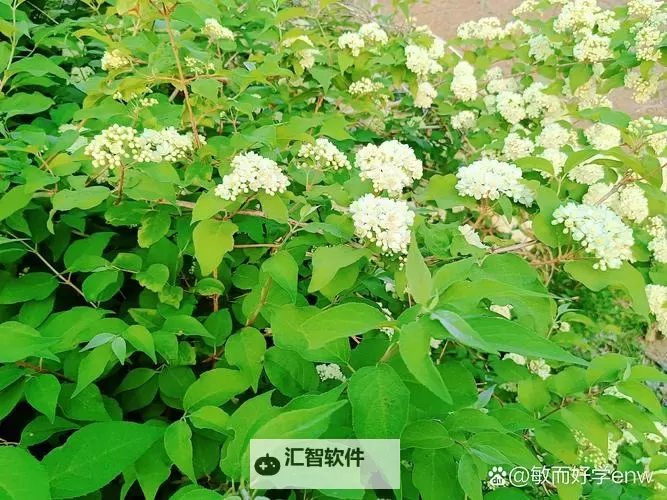 探索余姚米粒团：经典美味的传统佳肴图1