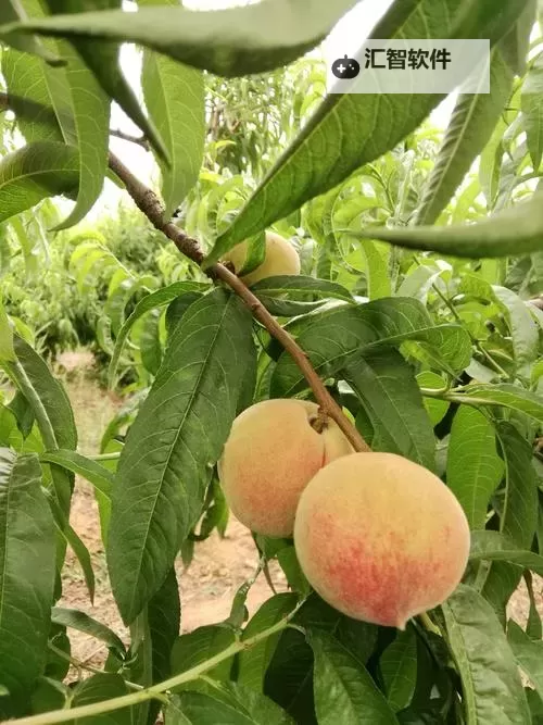 爸爸插我的挑子:成长中的温暖时光图1