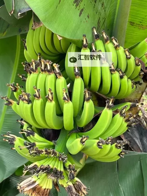 探索最新精品香蕉在线：尽享高品质视觉盛宴图1