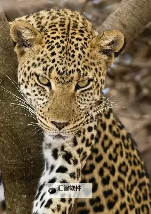 征服美艳市长宁雪：从挑战巩固到心动的都市奇遇图2