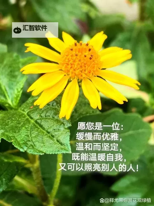 有力缓慢而坚定的进入happy：迈向真挚幸福的每一步图1