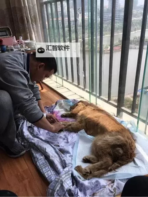 与自己养的金毛共度五天：温馨时光的点滴回忆图1