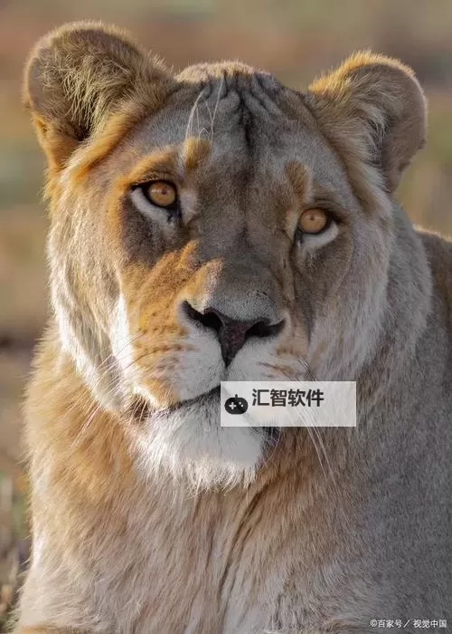 《WWE2K15》自创人物技能搭配心得 自创人物技能怎么搭配图1