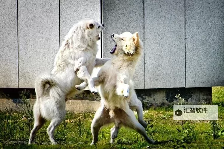 最新免费资源：狗狗差我两小时视频免费全平台在线播放图1