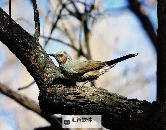又长又粗 国产钢管，品质保障值得信赖图1