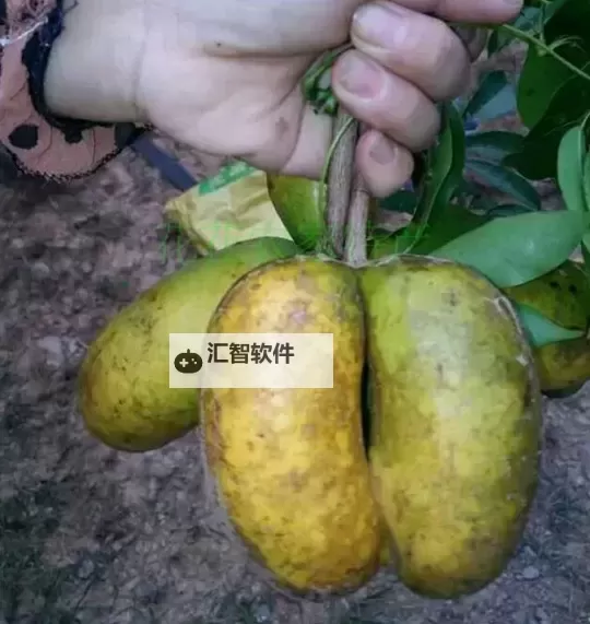 探索新奇趣味：水果污污视频大盘点图1