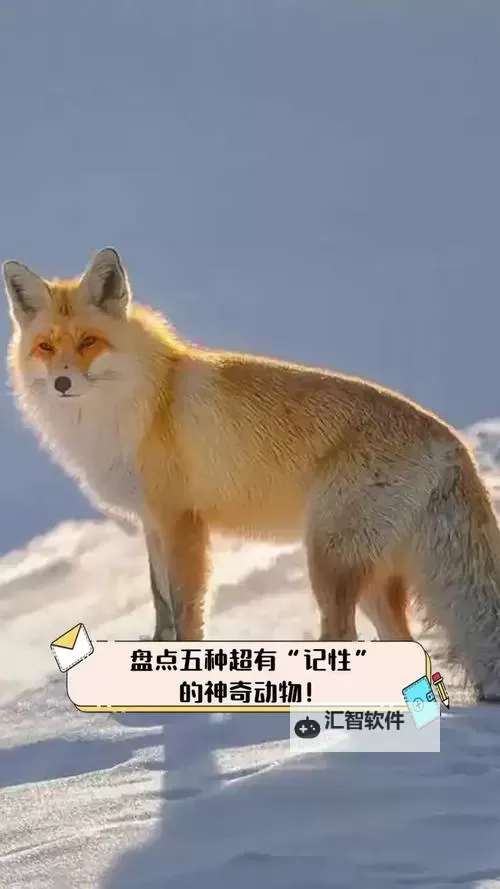 《梦境食旅》随机事件盘点：那些可能给你带来好运的神奇小动物！图1