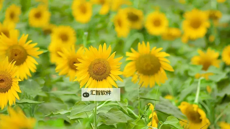 向日葵视频苏州晶体在线sic：探索最新科技动态与应用创新图1