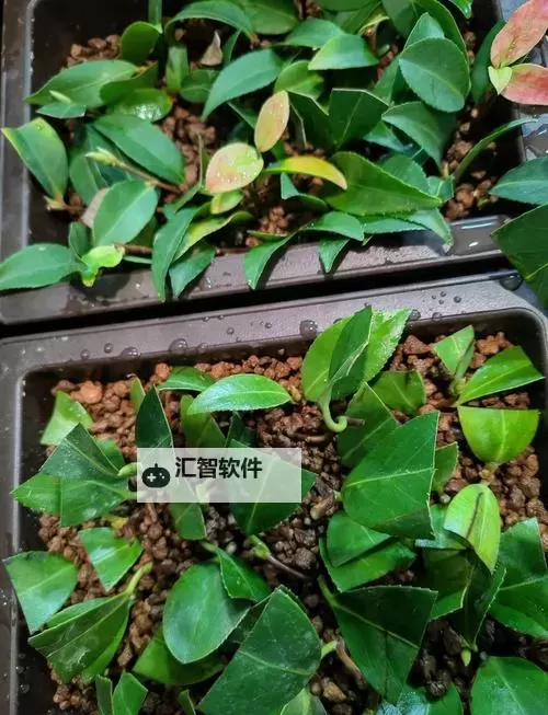 探索全面实用的指南：在床上的72种扦插方法分享图1