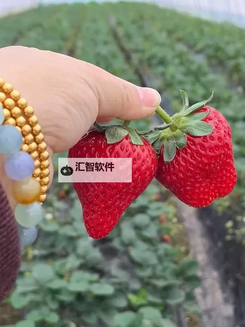 日皮大全草莓视频：全面解析与精彩亮点推荐图1