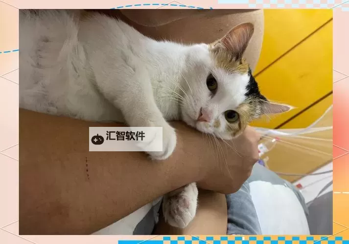 探索精彩内容：maomi国产一区精彩推荐与最新动态图1