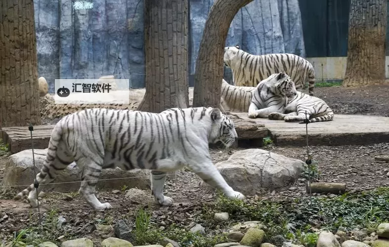 百色阁新不夜城综合区白虎：繁华夜色中的城市新地标图1