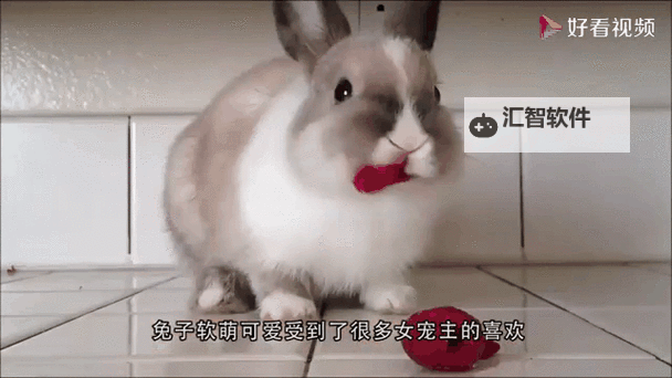 萌趣瞬间：你的兔兔好软水好多，暖心可爱无限图1